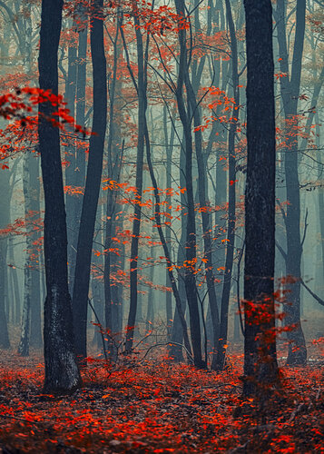 Autumn forest in the mist#2 Igor Vitomirov