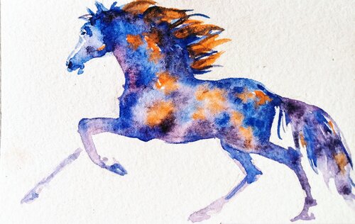 Blue appaloosa Horse running. Daniela Vasileva