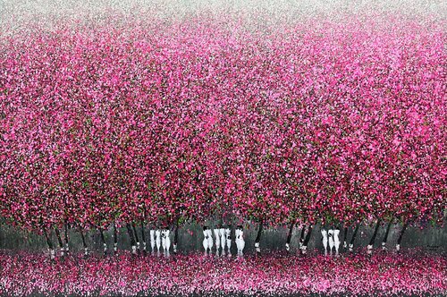 Cherry blossoms in the spring breeze Trong Thuong Tran