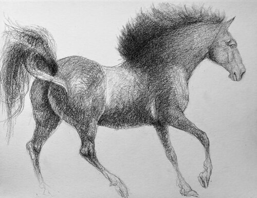 Horse running. Black and white Daniela Vasileva